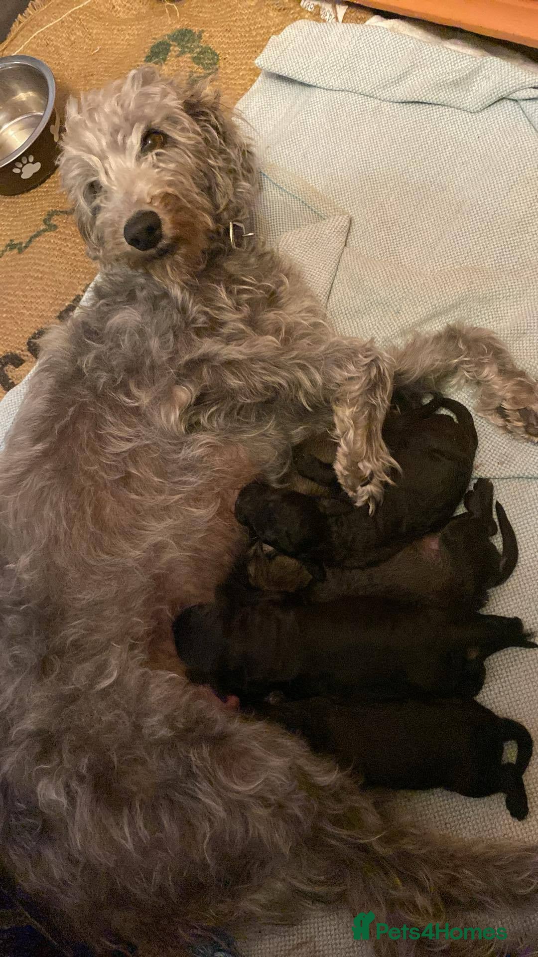 Mixed Breed dogs for sale: Bedlington Terrier X Whippet Puppies ⭐️ - Image 23