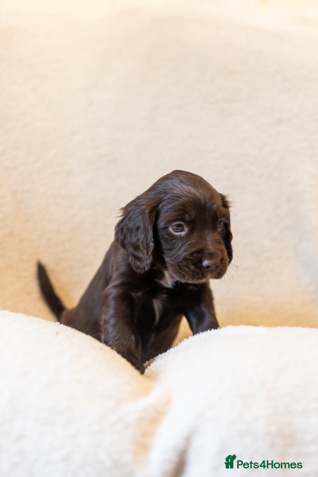 Cocker Spaniel dogs for sale: Working Cocker Spanials - Advert 1