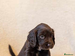 Cocker Spaniel dogs Working Cocker Spanials - Advert 2