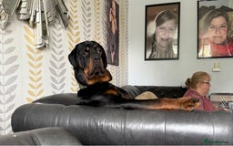 Rottweiler dogs for sale: Looking for a Loving New Home for My Best Friend - Image 3
