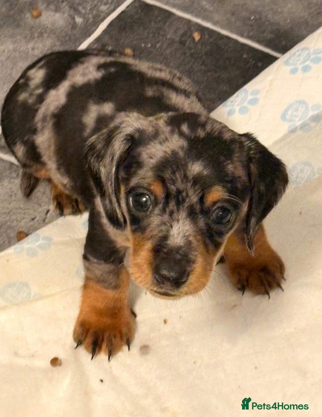 Miniature Dachshund dogs for sale: Miniature Dachshund smooth & dapple wire haired  - Advert 8