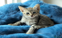 Oriental cats for sale: One Oriental Boy Left Looking for his forever home - Image 7