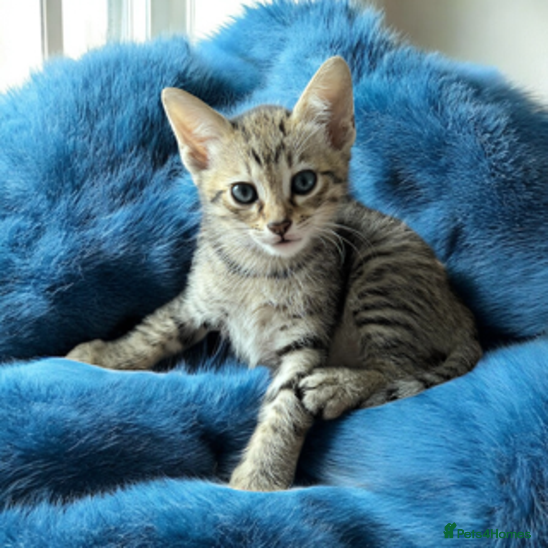 Oriental cats for sale: One Oriental Boy Left Looking for his forever home - Image 7