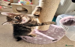 Mixed Breed cats for sale: Amiable bengal mix tabby kittens - Image 17