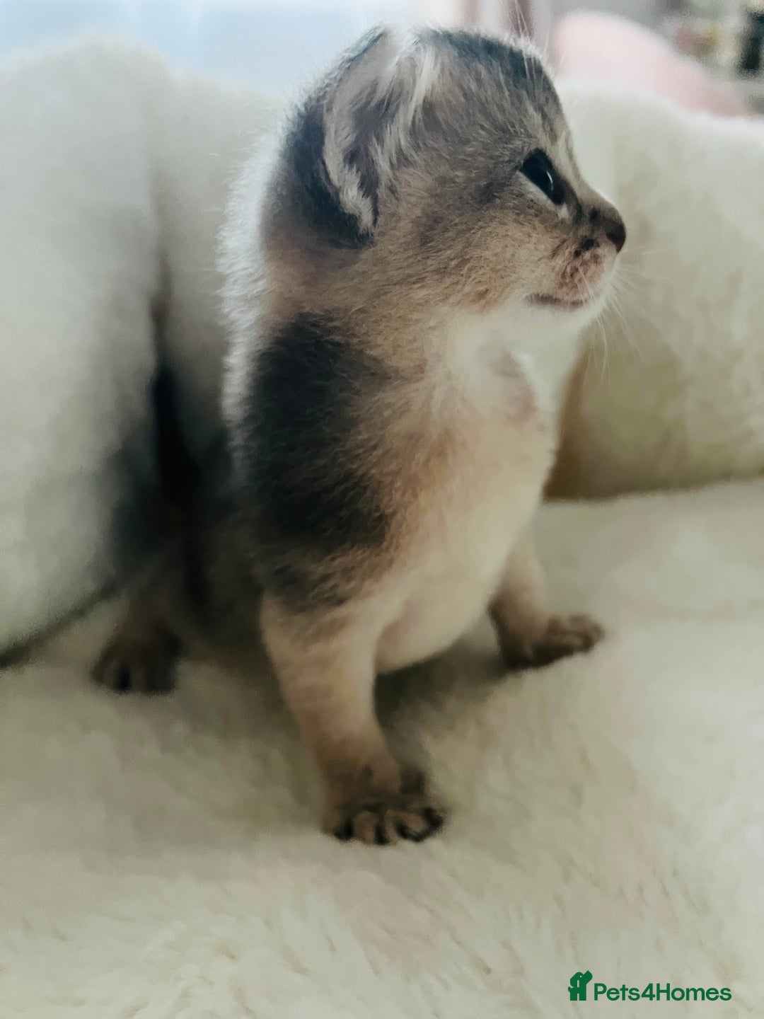 Abyssinian cats for sale: 🥇 5+ Gen Champ🏆 Fawn🤍Blue💙 girls🤎choco🧡ruddy - Image 18