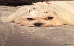 Maltese dogs for sale: KC Reg Korean Maltese girls - Image 8
