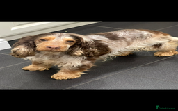 Cocker Spaniel dogs for sale: True show cocker spaniel pups  - Image 12