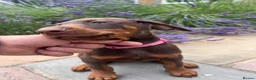 Dobermann dogs for sale: health tested Kc Reg dobermann puppies - Advert 4