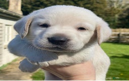Labrador Retriever dogs for sale: BEAUTUFUL CHUNKY CHARCOAL & CHAMPAGNE LABS - Image 9