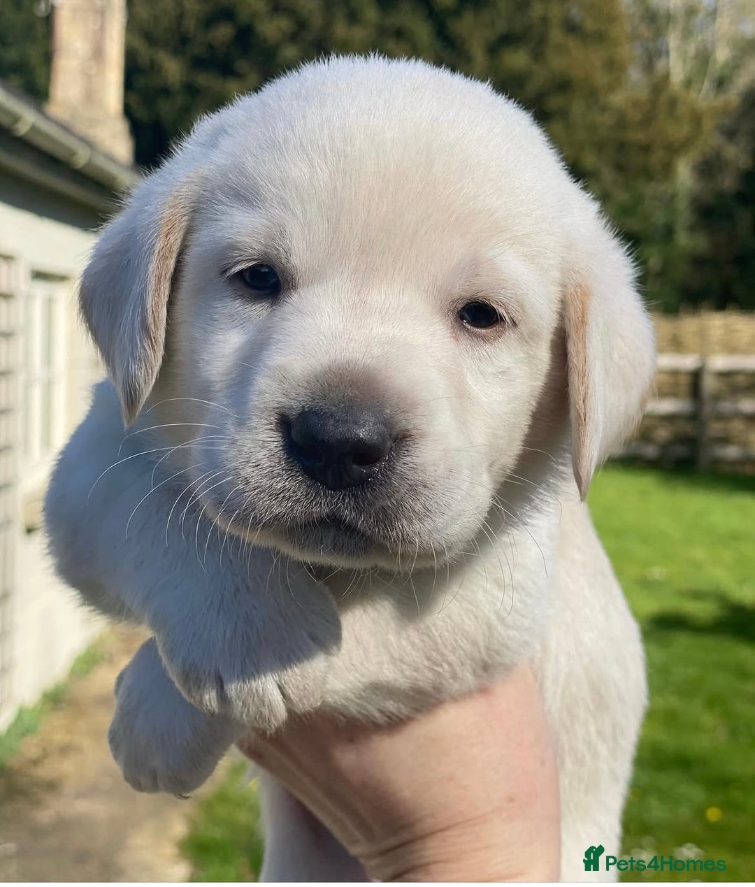 Labrador Retriever dogs for sale: BEAUTUFUL CHUNKY CHARCOAL & CHAMPAGNE LABS - Image 9