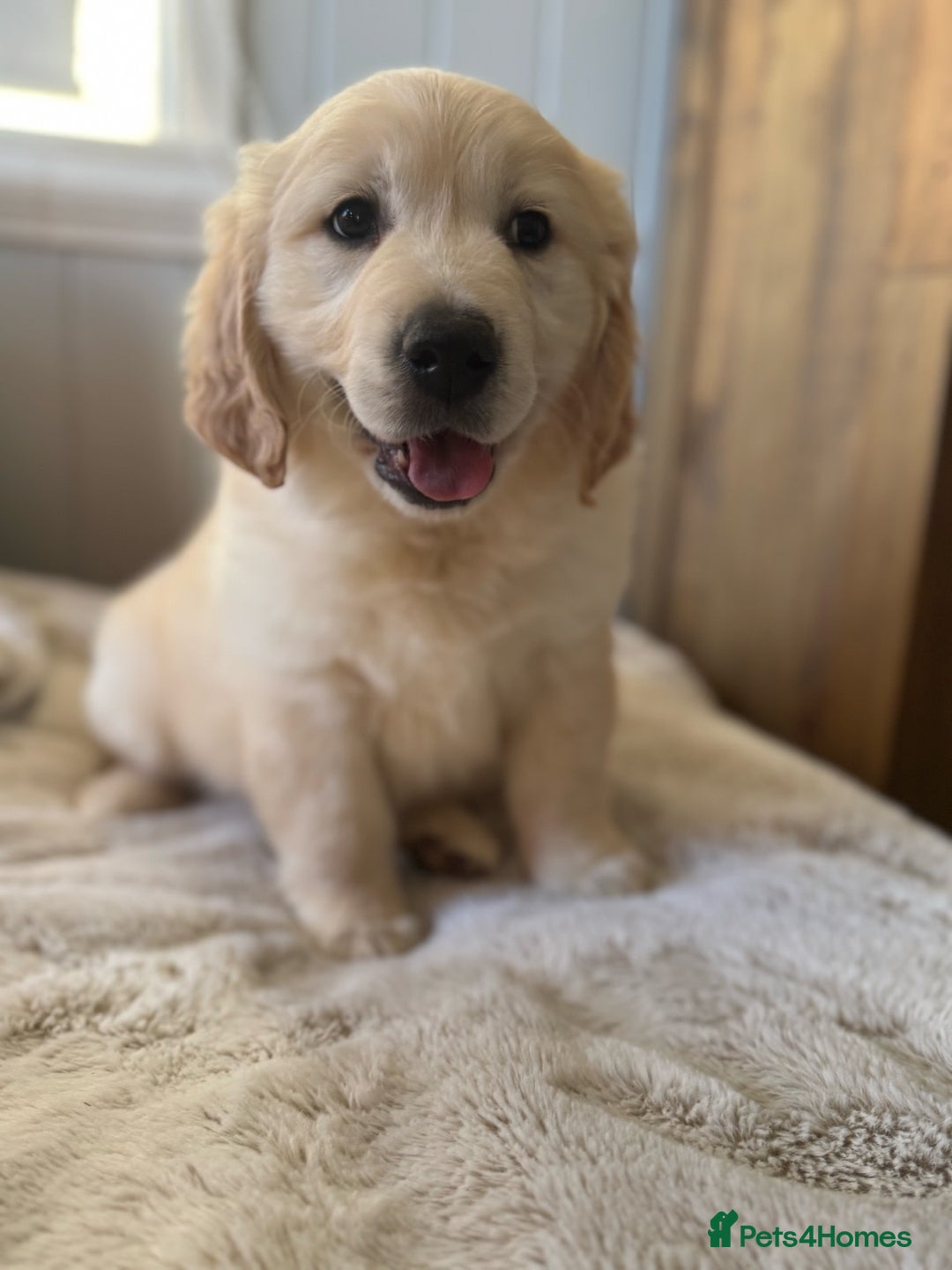 Golden Retriever dogs for sale: Golden Retriever Puppies ready to go now - Image 3