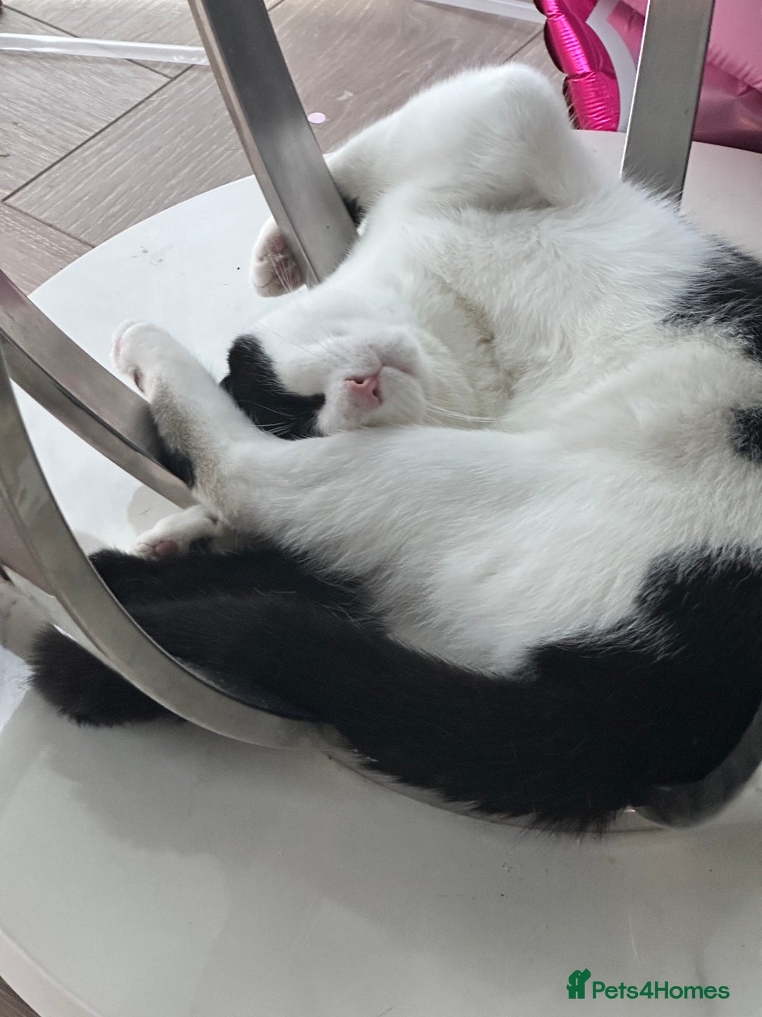 Domestic Shorthair cats for sale: Beautiful Domestic Cats-Mum,Dad&3 Adorable Kittens - Image 12