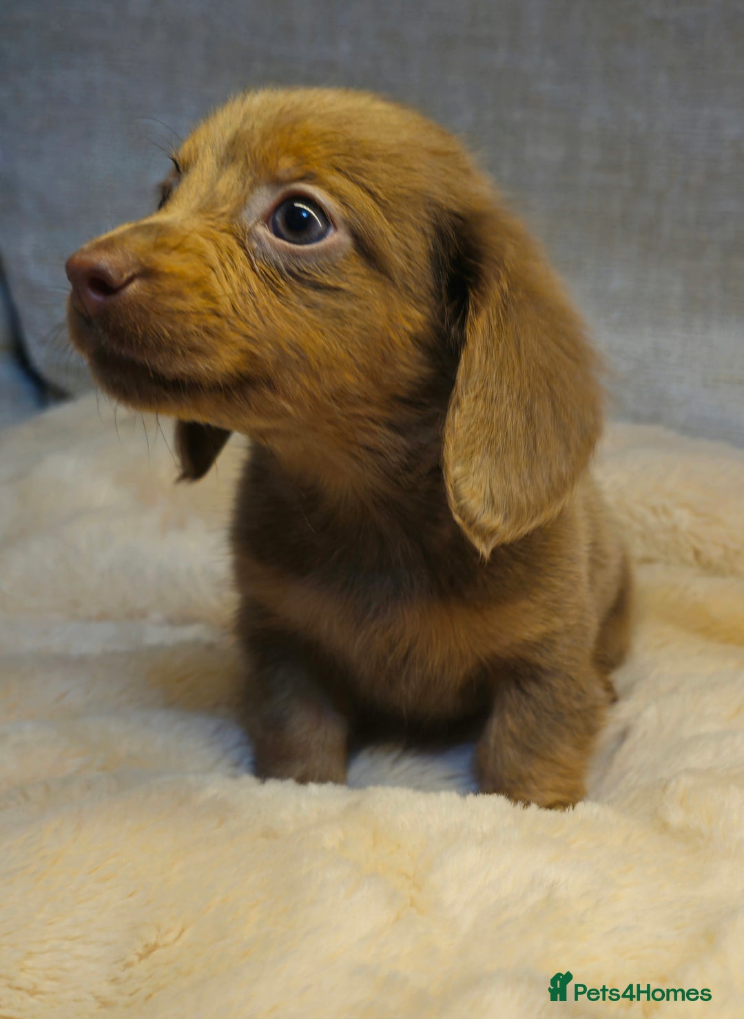 Miniature Dachshund dogs for sale: REDUCED READY NOW!!! - Advert 6
