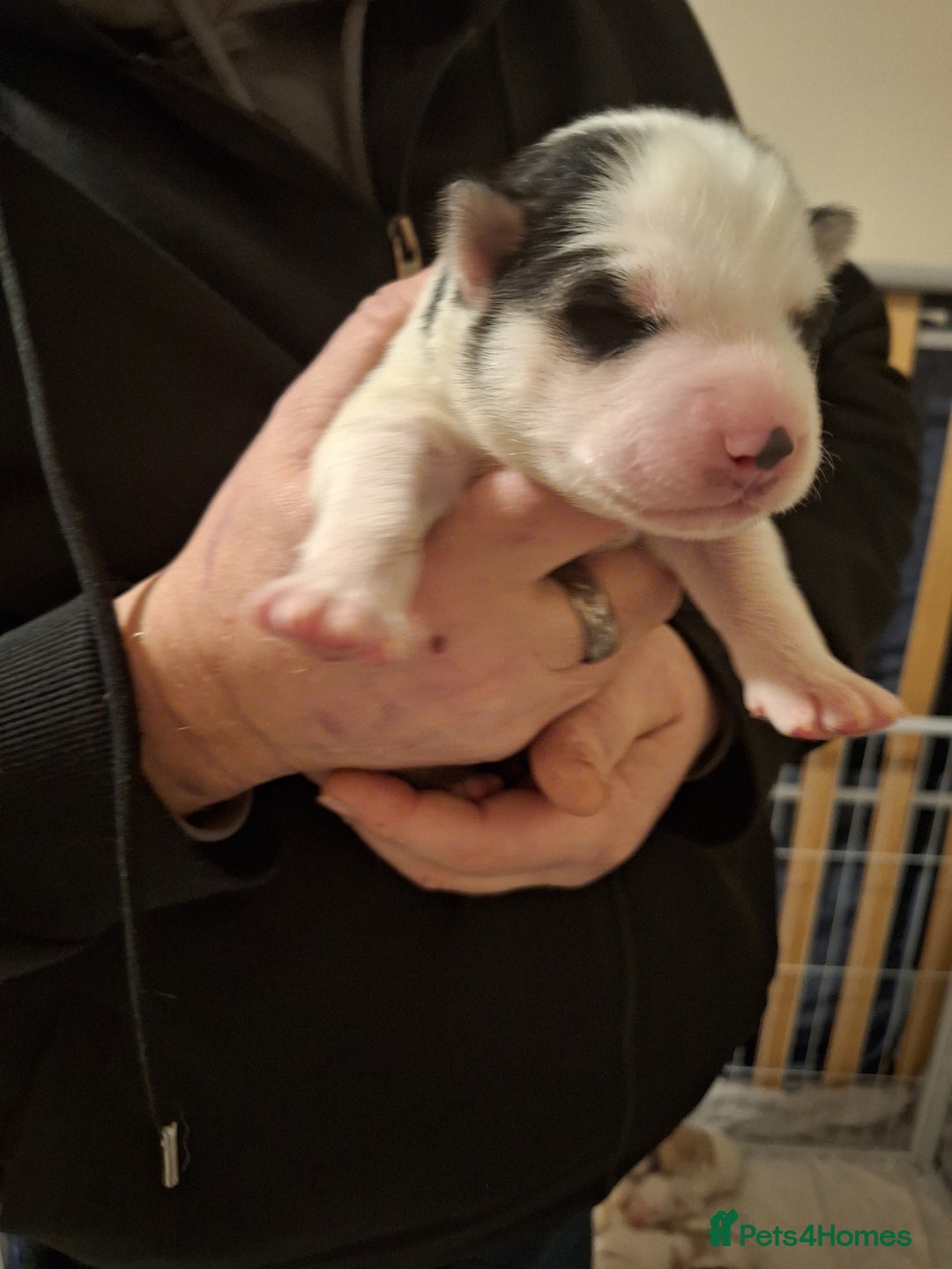 Siberian Husky dogs for sale: 7 SIBERIAN HUSKYS, 4 BOYS, 3 GIRLS - Advert 3