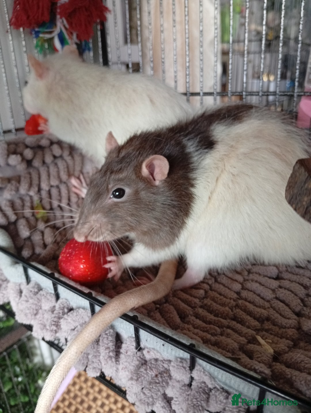Ringnecks birds for sale: Male rats white and white and brown  - Image 3