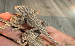 Bearded Dragon reptiles for sale: Bearded Dragon Babies - Advert 18
