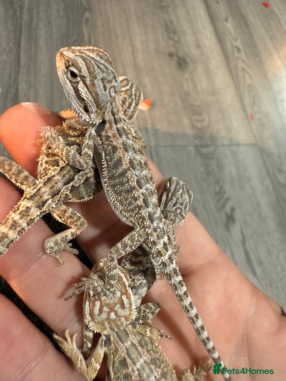 Bearded Dragon reptiles for sale: Bearded Dragon Babies - Advert 18