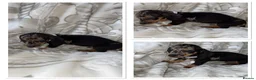 Miniature Dachshund dogs for sale: Dachshund  in Milton Keynes - Advert 7