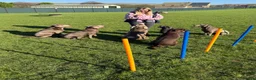 Labrador Retriever dogs for sale: Perfect health tested Silver & Charcoals  - Advert 27
