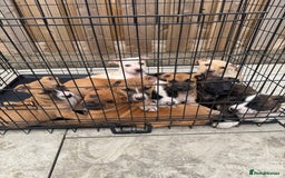 Mixed Breed dogs for sale: Bull Herder pups for sale  - Image 1