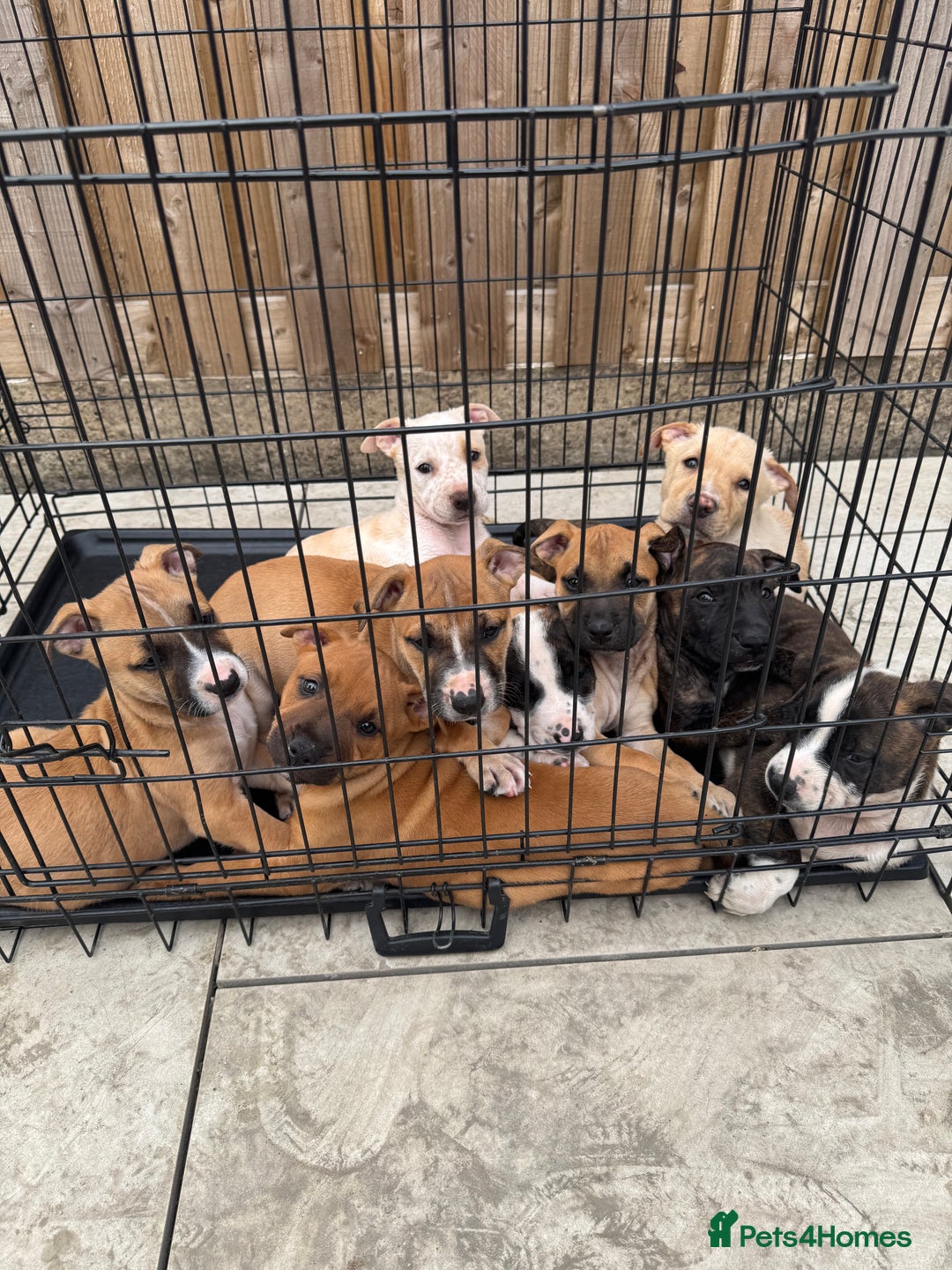 Mixed Breed dogs for sale: Bull Herder pups for sale  - Image 1