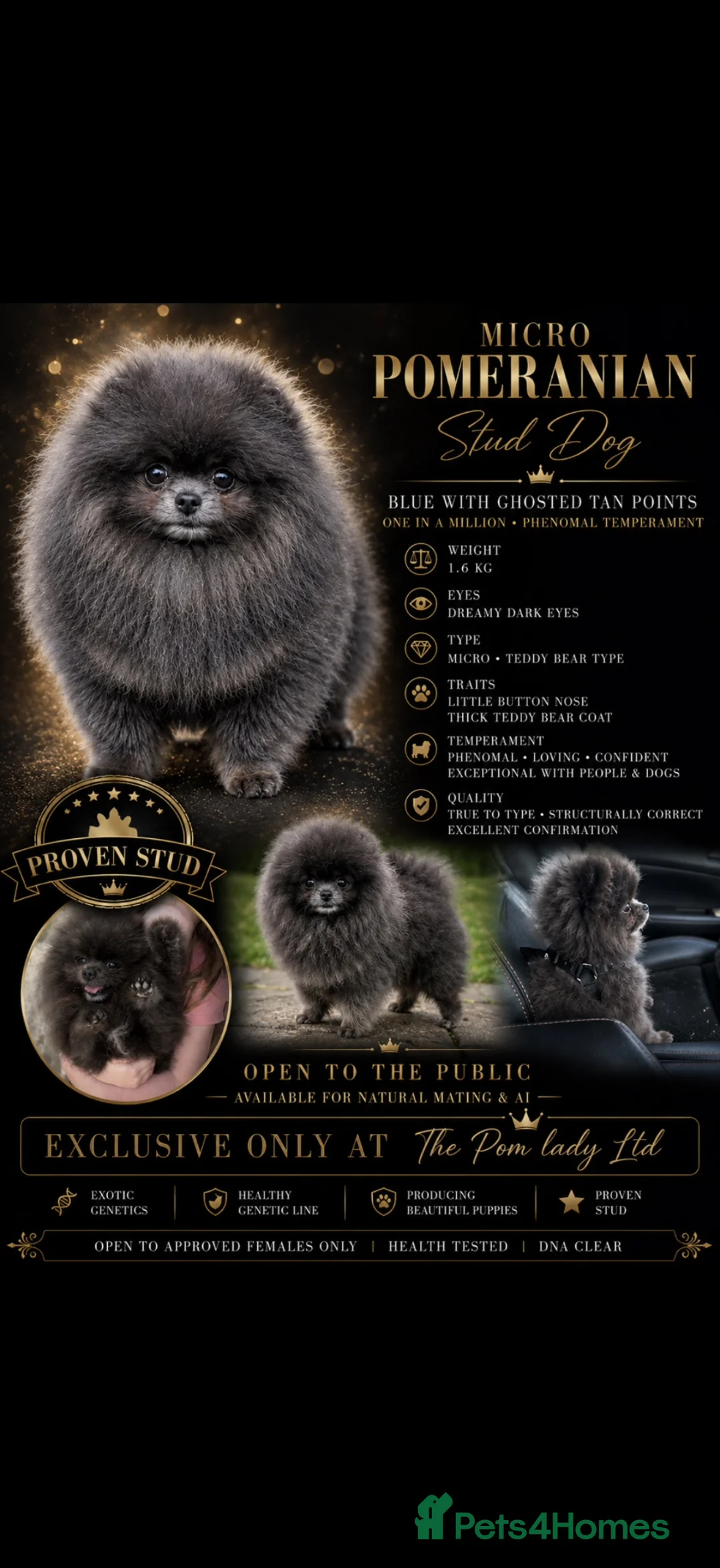 Pomeranian dogs for stud: 🧸🧸 **  TINY 1.6 kg PROVEN STUD BOY 🧸🧸 - Advert 1