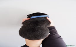 German Shepherd dogs for sale: 7 CHUNKY GERMAN SHEPHERD PUPPIES KC REGISTERED - Image 23