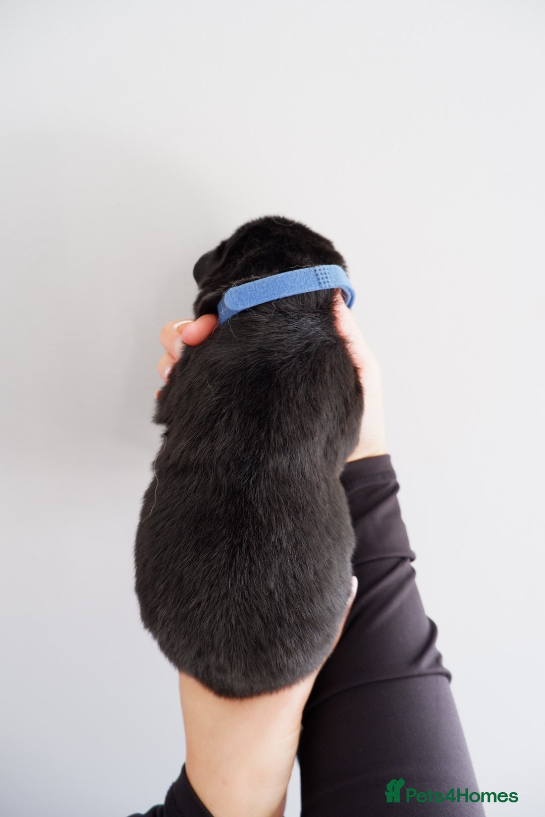 German Shepherd dogs for sale: 7 CHUNKY GERMAN SHEPHERD PUPPIES KC REGISTERED - Image 23