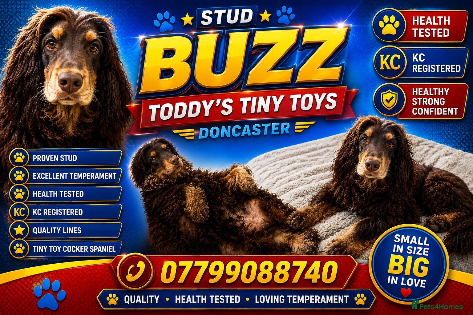 Cocker Spaniel dogs stunning chocolate and tan show cocker  stud - Advert 11