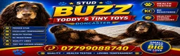 Cocker Spaniel dogs for stud: stunning chocolate and tan show cocker  stud in Doncaster - Advert 2