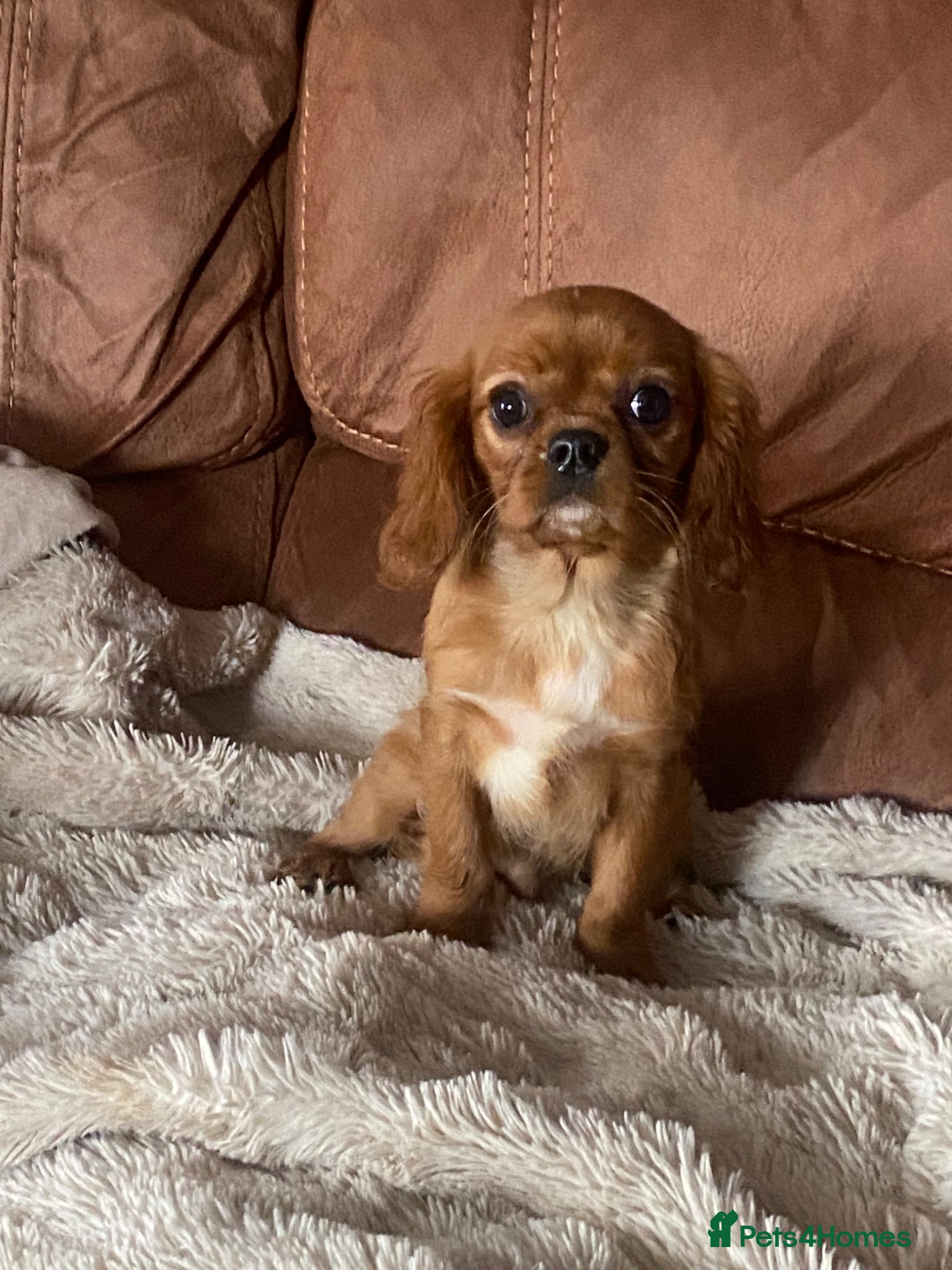 Cavalier King Charles Spaniel dogs Cavalier King Charles spaniel  - Advert 2