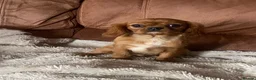 Cavalier King Charles Spaniel dogs for sale: Cavalier King Charles spaniel  - Advert 2