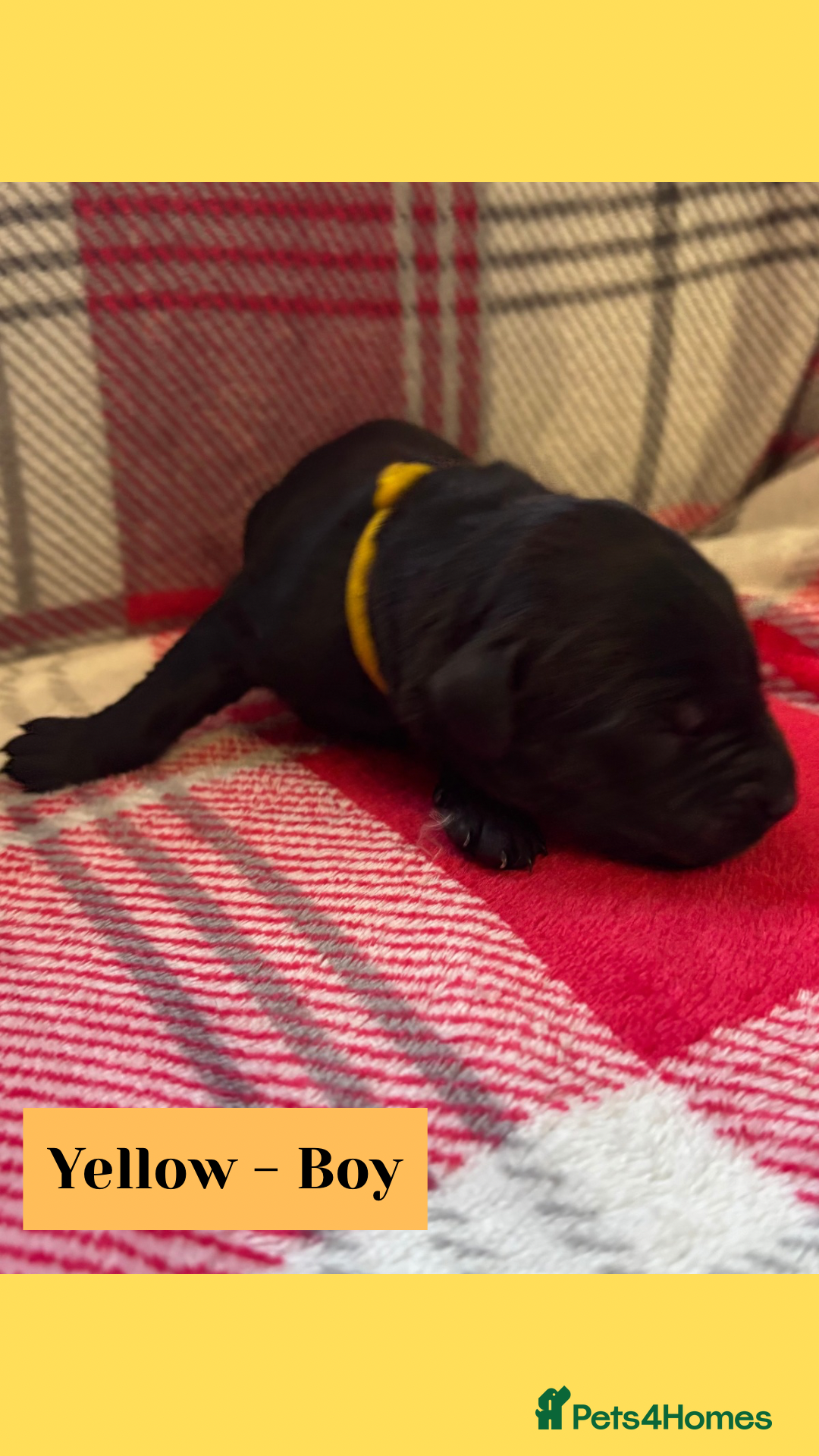 Goldador dogs for sale: Goldador puppies - Image 20