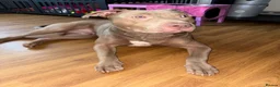 Mixed Breed dogs for sale: Lovely Fur Baby Looking For His Forever Home - Advert 2