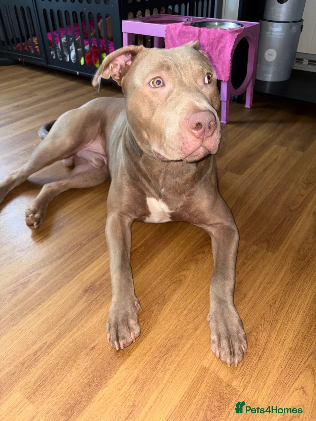 Mixed Breed dogs for sale: Lovely Fur Baby Looking For His Forever Home - Advert 2