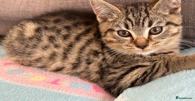 Bengal cats - Advert 16