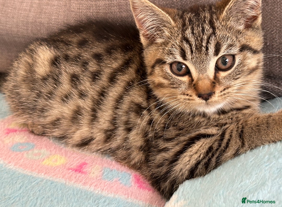 Bengal cats for sale: Gorgeous bengal boy for sale READY NOW!!! - Image 3