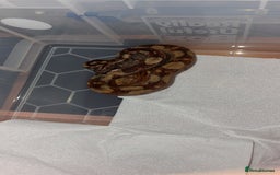 Boa Snake reptiles for sale: Boa constrictor  - Image 4