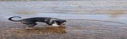 Dobermann dogs for sale: Doberman - Advert 5