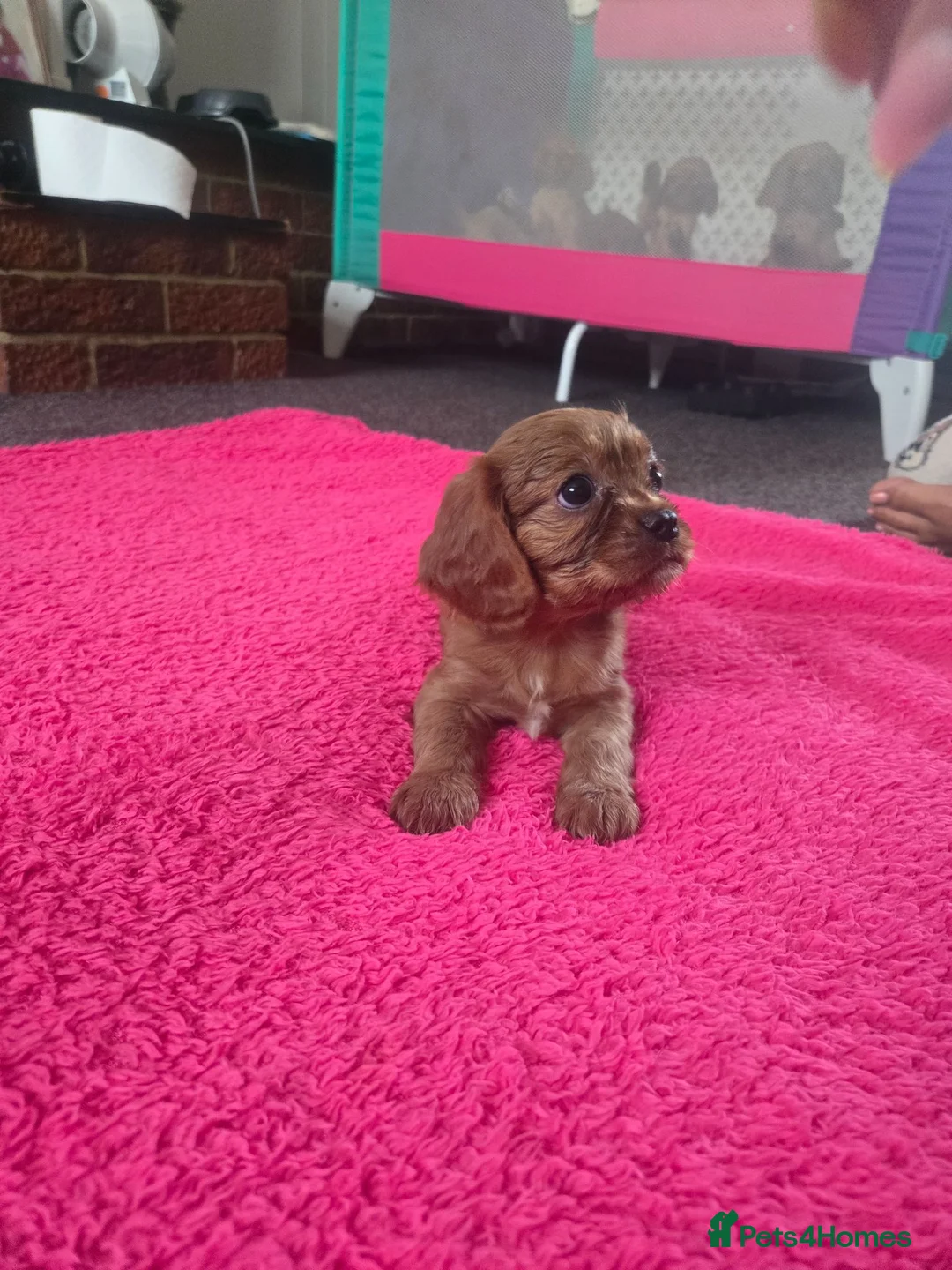 Cavalier King Charles Spaniel dogs for sale: King charles cavalier pups. in Rochester - Advert 17