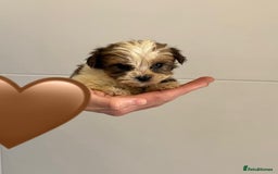 Yorkshire Terrier dogs for sale: Coloured Yorkshire Terrier Puppies  - Image 12