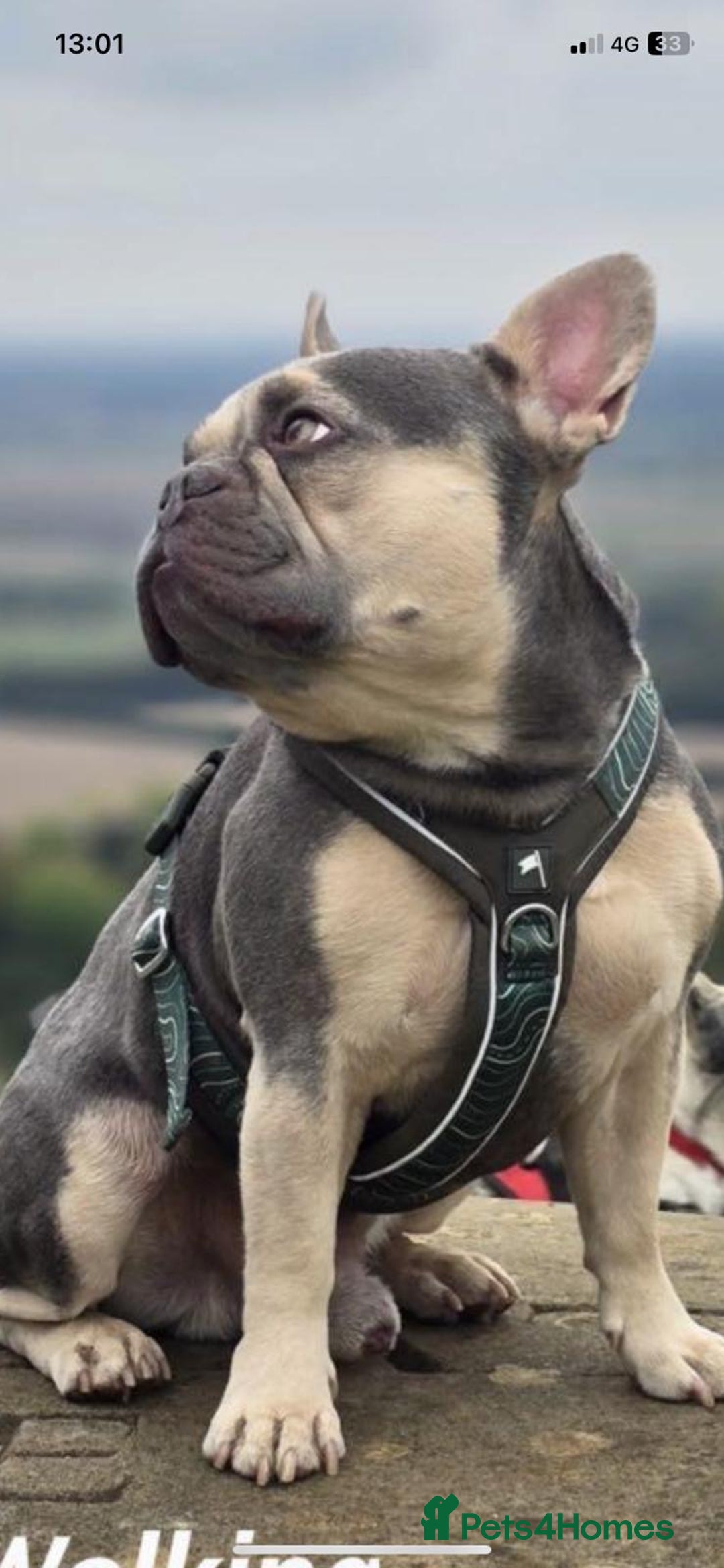 French Bulldog dogs for stud: RHUS SHRUB - Advert 4