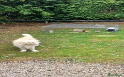 Golden Retriever dogs for stud: Purebred Golden Retriever for Stud - Image 13