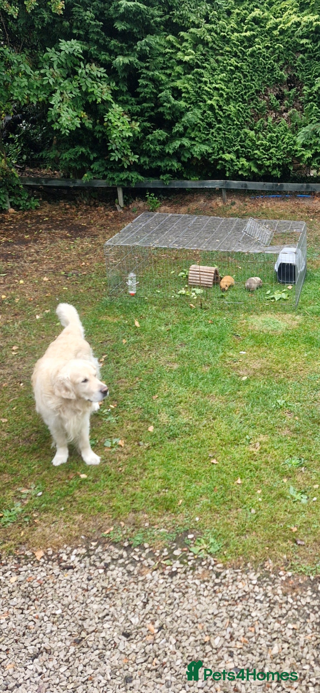 Golden Retriever dogs for stud: Purebred Golden Retriever for Stud - Image 13