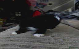 Mixed Breed cats for sale: 4 beautiful kittens looking for their forever home - Image 3