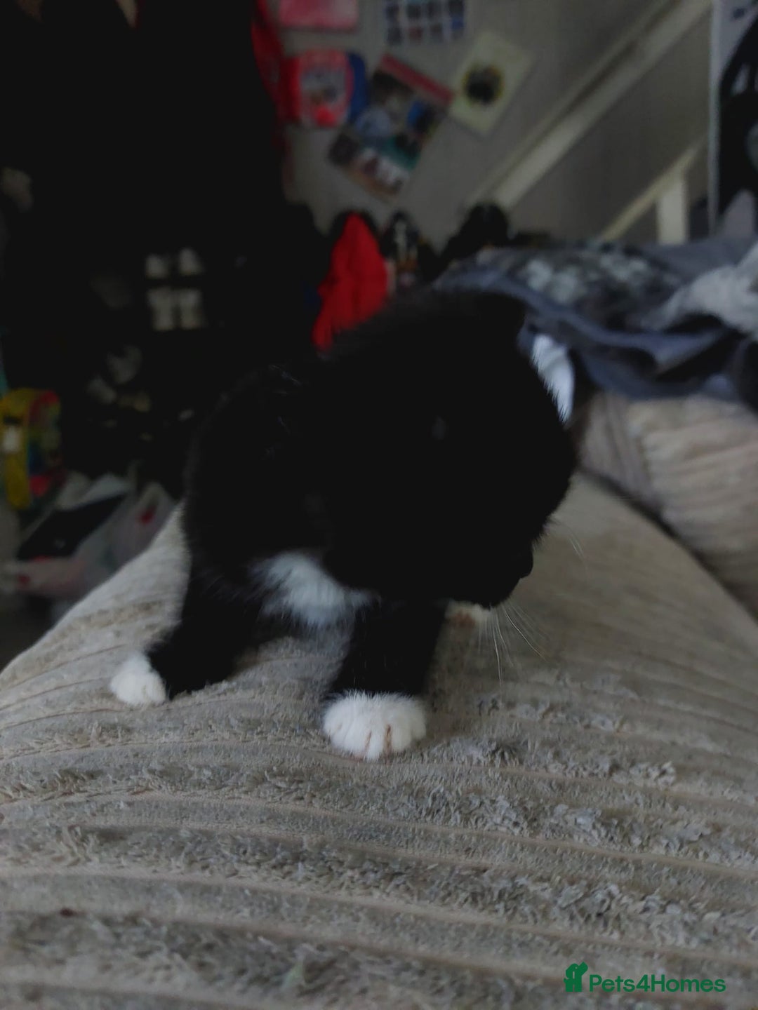 Mixed Breed cats for sale: 4 beautiful kittens looking for their forever home - Image 3