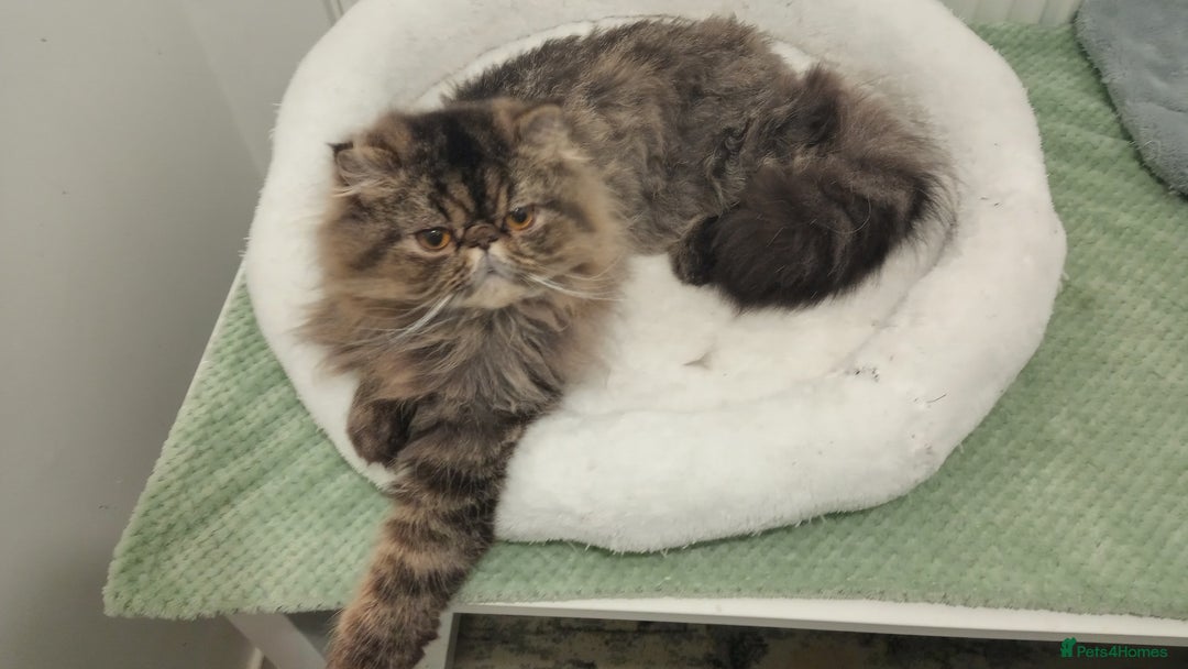 Persian cats for sale: Lovely boy rehoming  - Image 16