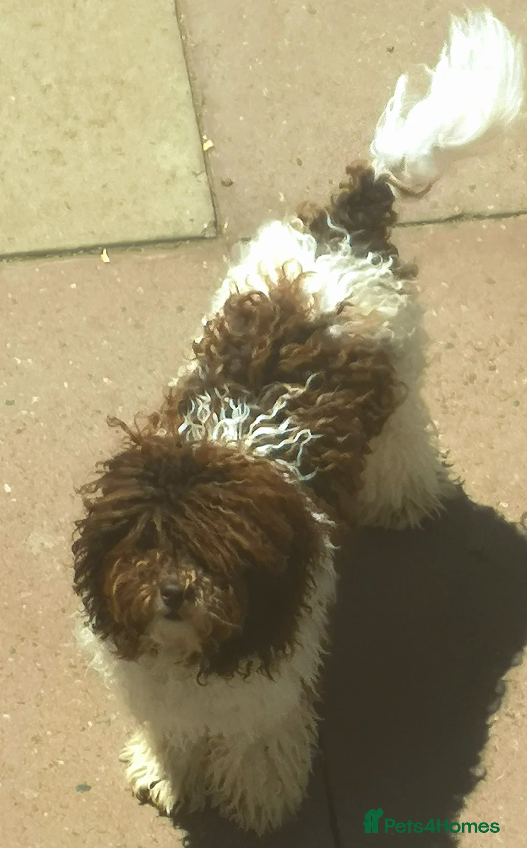 Miniature Poodle dogs for stud: Chocolate Parti Poodle. Toy/Small Miniature stud in Pershore - Advert 2