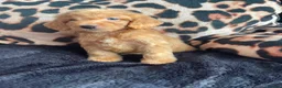 Cockapoo dogs for sale: Cockerpoo Puppies  - Advert 39