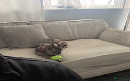 French Bulldog dogs for sale: Merle french bulldog  - Image 7